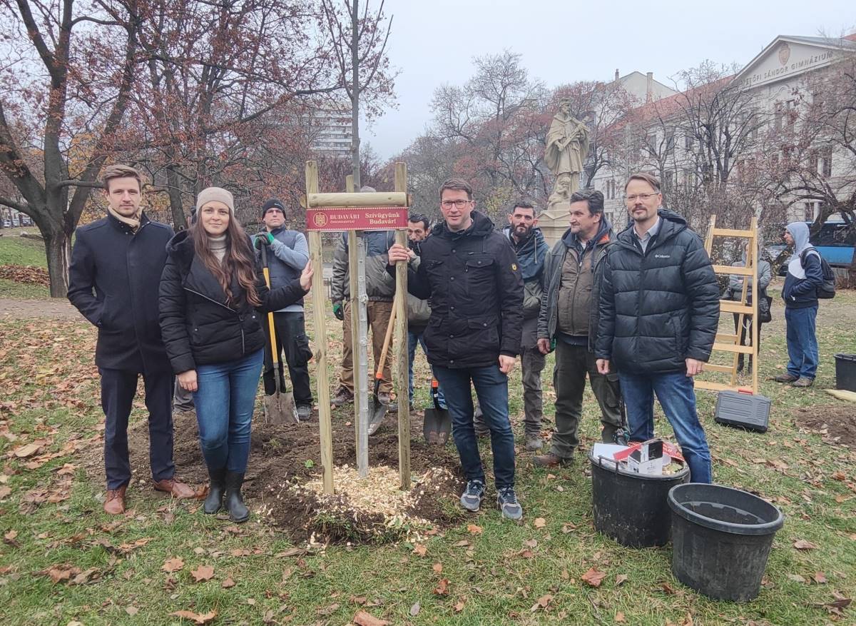 Faültetés a Horváth-kertben 2025 decemberében. Fotó: Balogh Roland