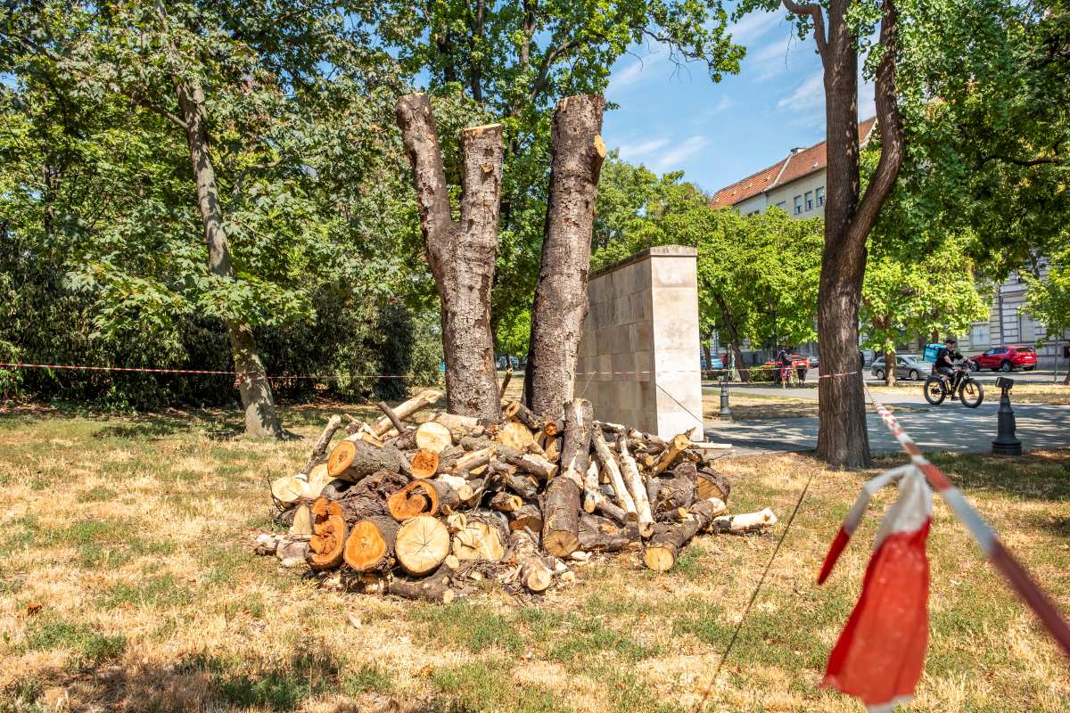 Menthetetlen fából holtfa, ami bogarak, madarak lakhelye. A modern parképítés egyik előremutató megoldása. Fotó: Tóth Tibor